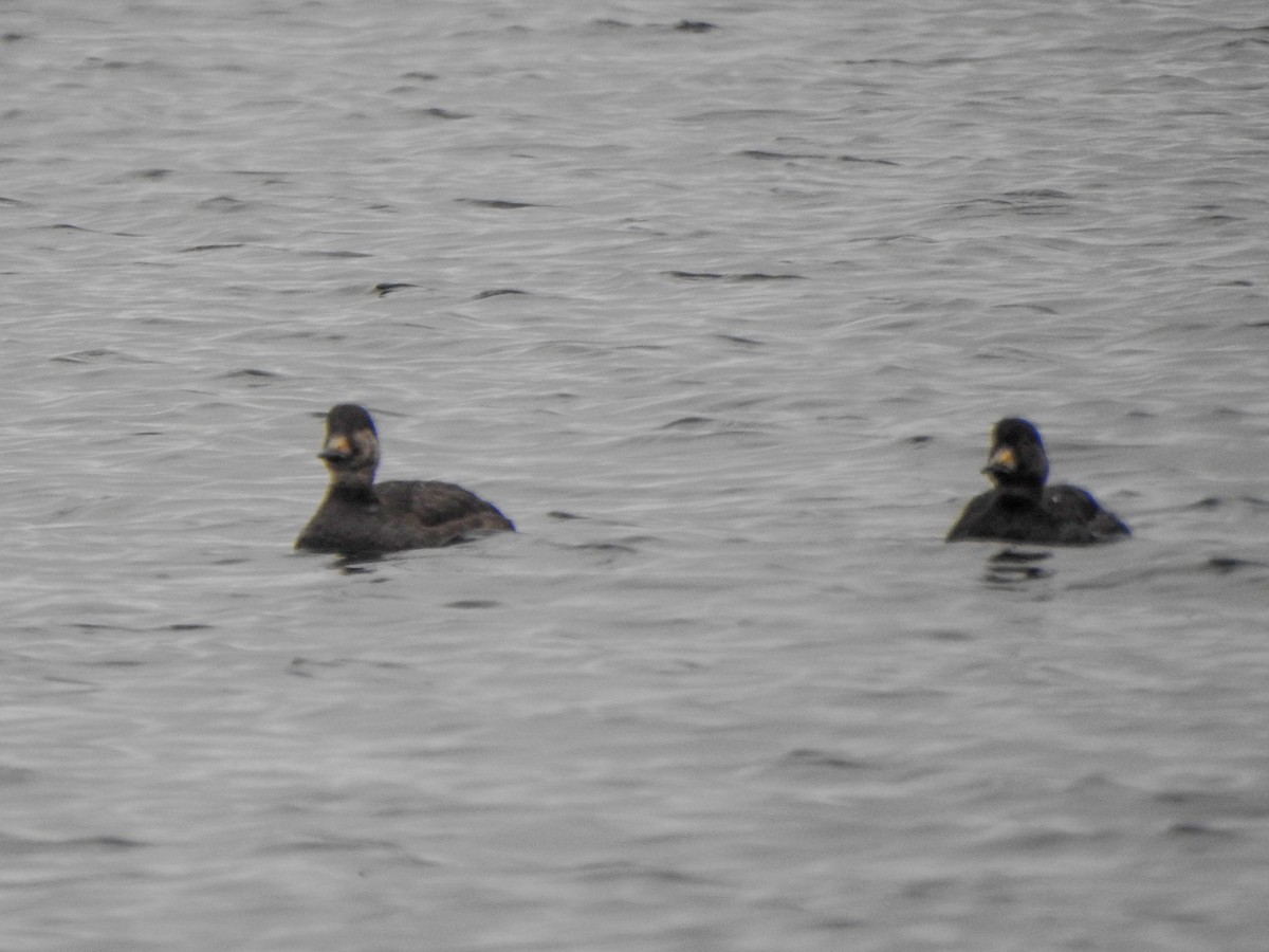 Black Scoter - ML402008271