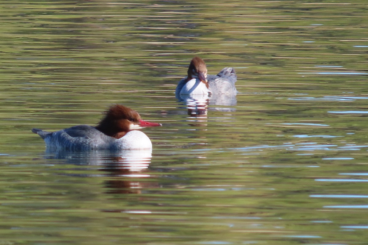 Common Merganser - ML402009281