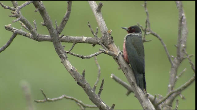 Carpintero de Lewis - ML402011