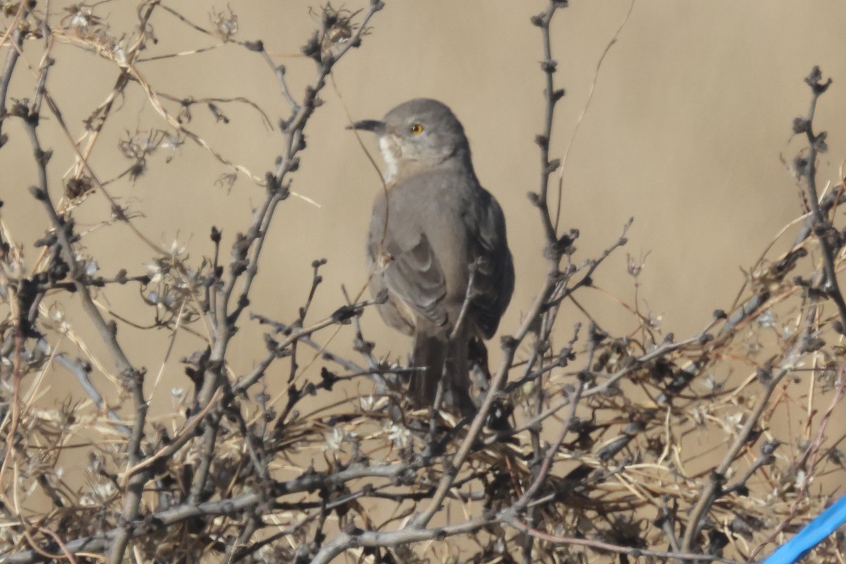 Bendire's Thrasher - ML402012141