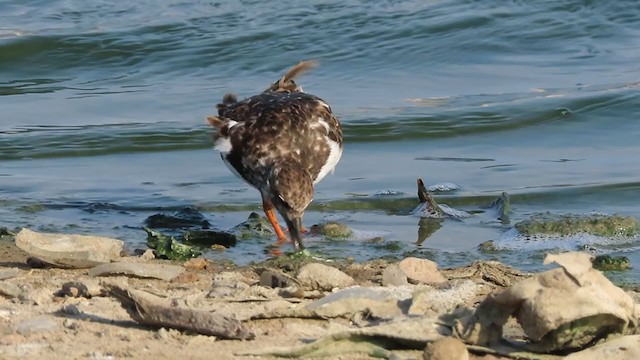 Ruddy Turnstone - ML402012981