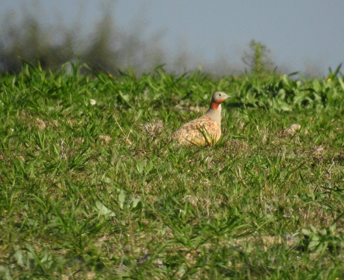 Black-bellied Sandgrouse - Cesar Clemente