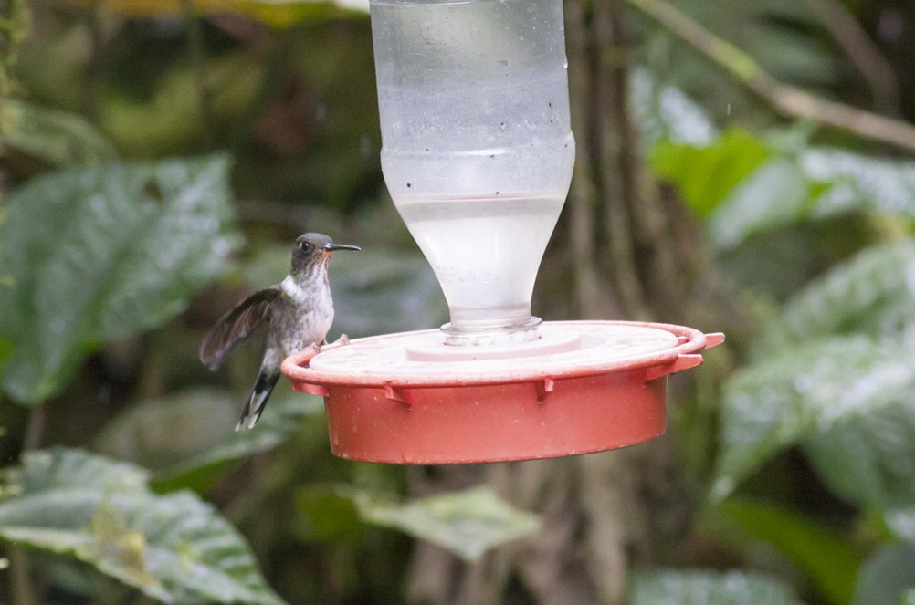 kolibřík ekvádorský - ML40201451