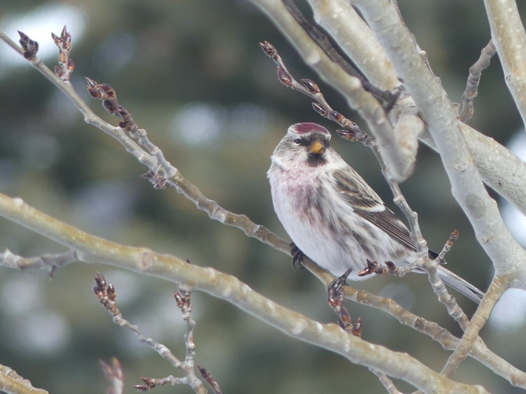 Common Redpoll - Jon Manwaring