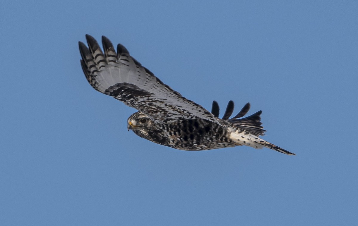 Raufußbussard - ML402015301