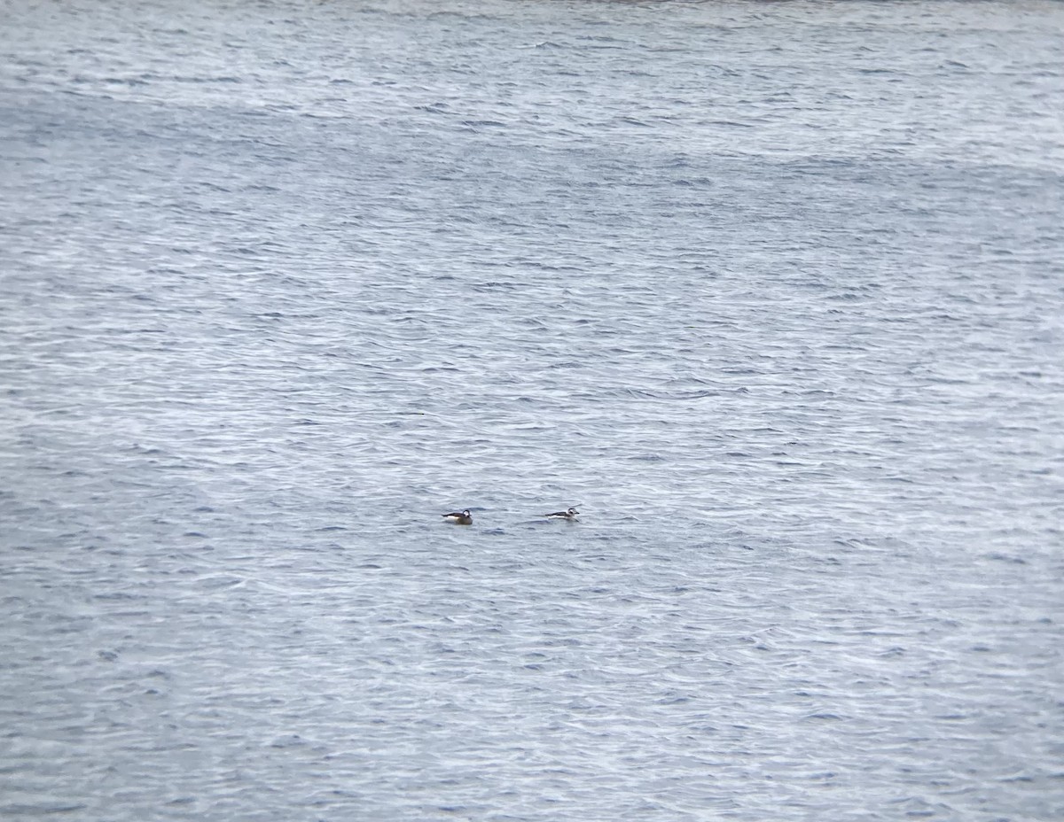 Long-tailed Duck - ML402015311