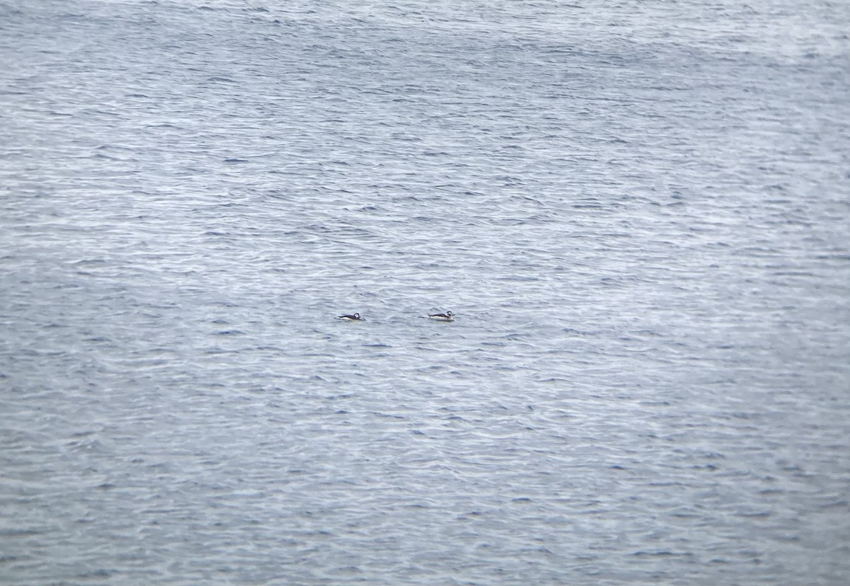 Long-tailed Duck - ML402015351