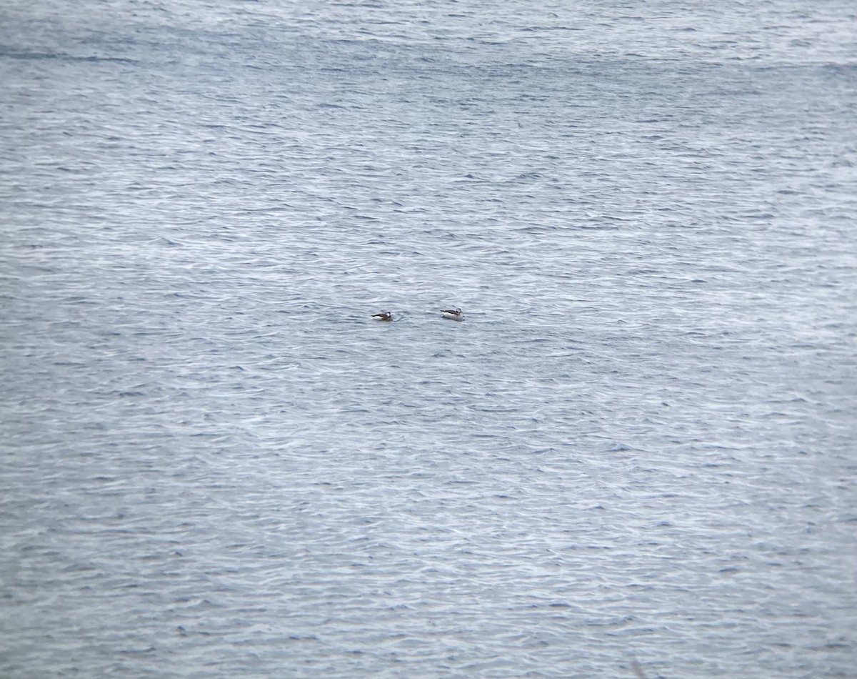 Long-tailed Duck - ML402015361