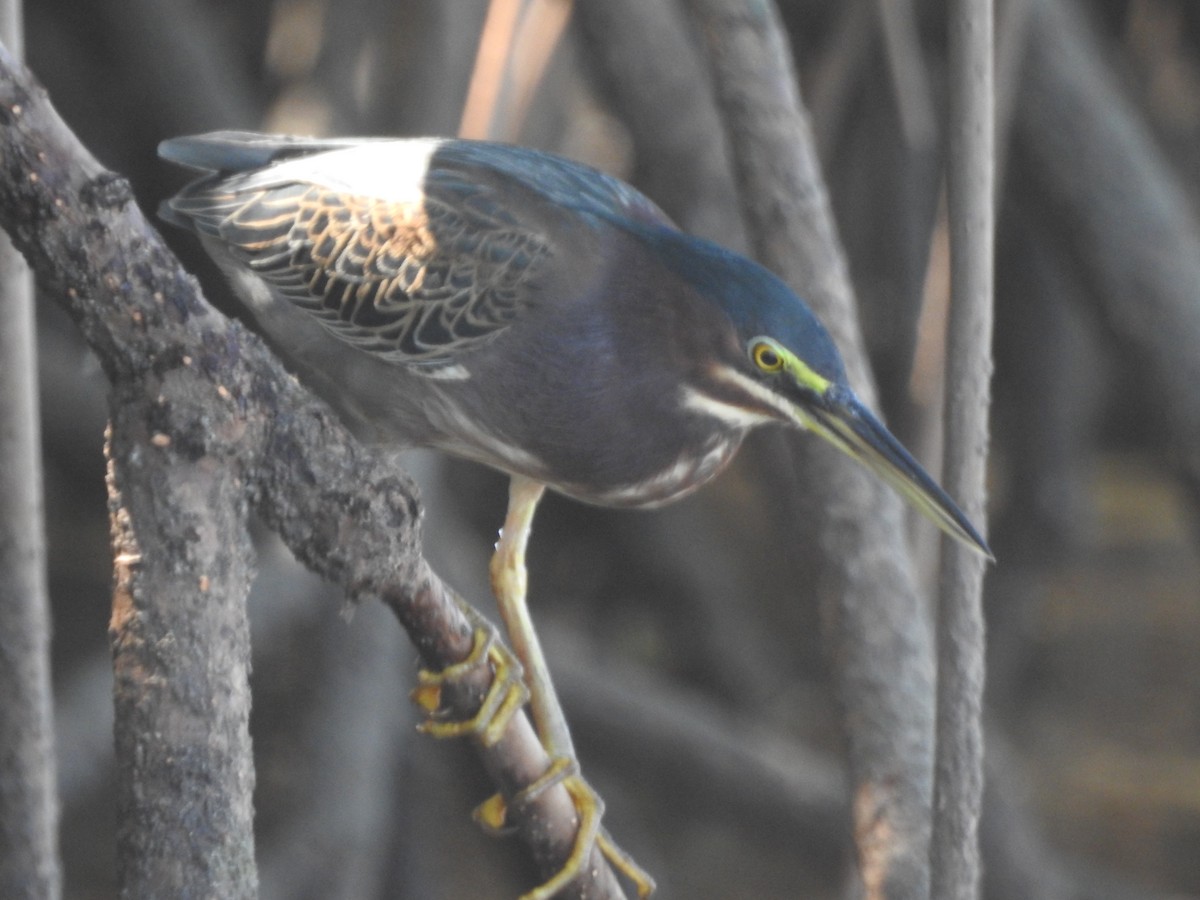 Green Heron - ML402015571