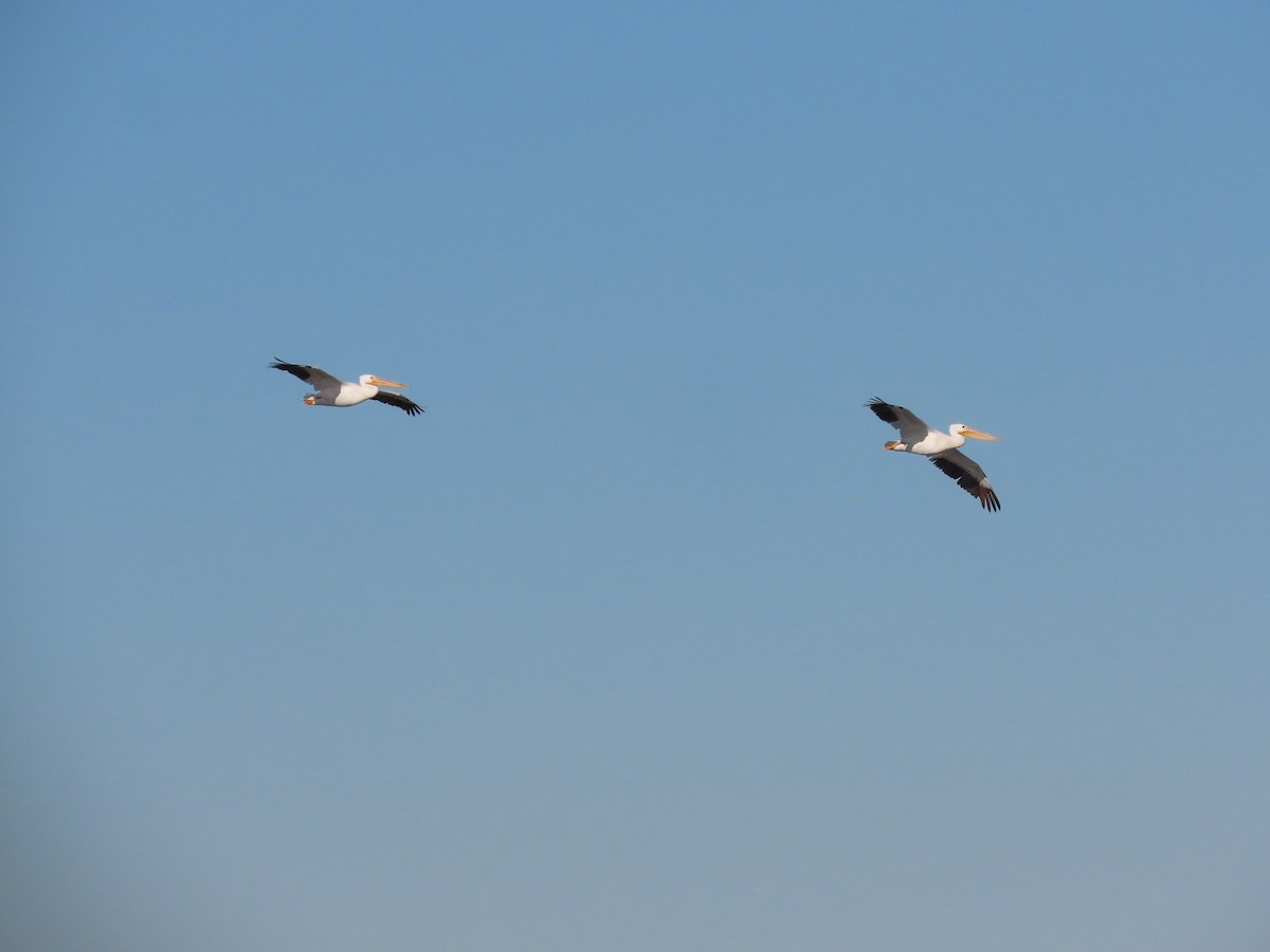 American White Pelican - ML402015621