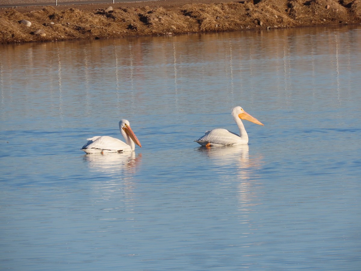 American White Pelican - ML402015631