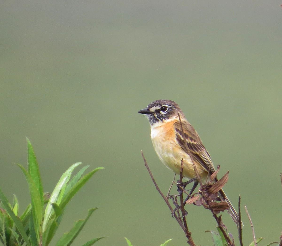 Bearded Tachuri - ML40201571