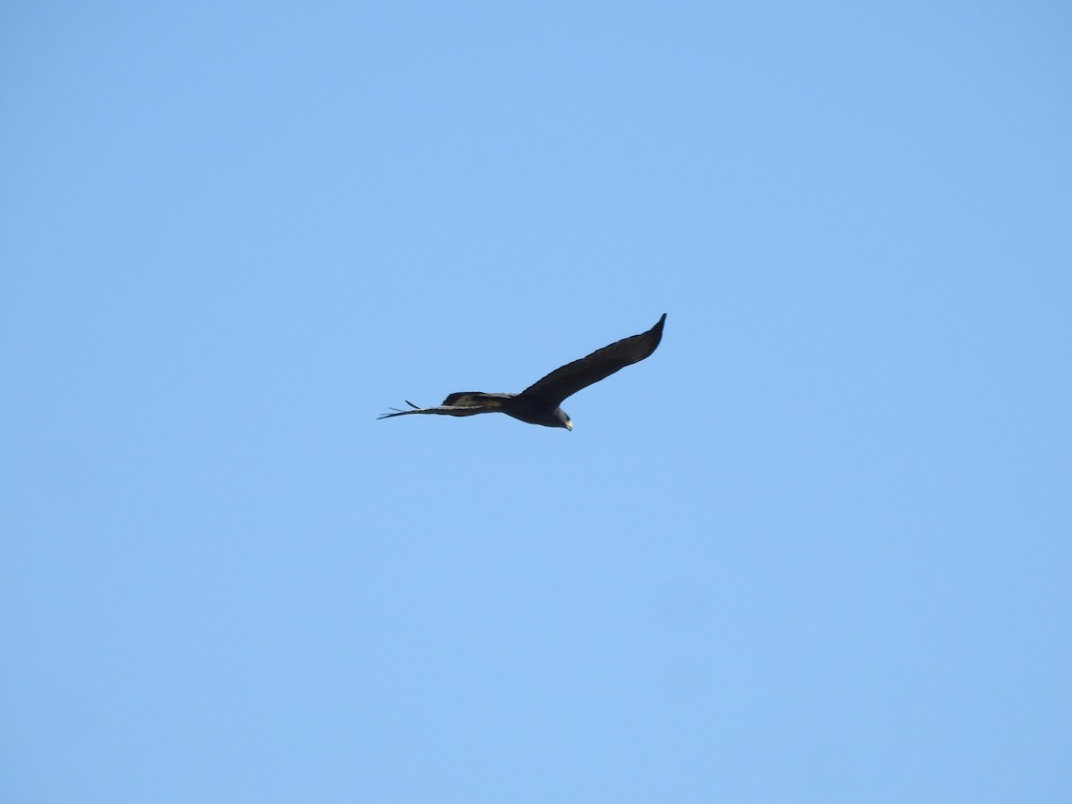 Common Black Hawk - German Aguilar Vega