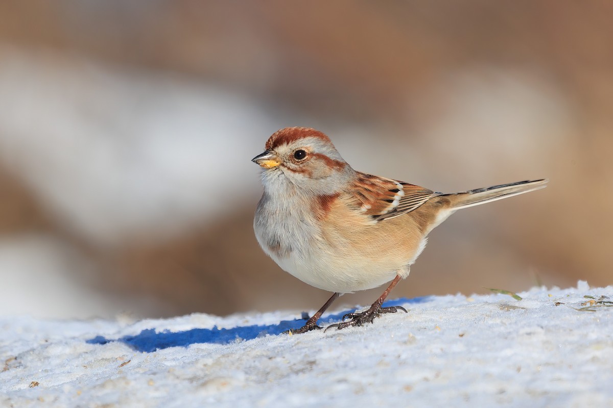 American Tree Sparrow - ML402016881