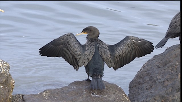 Double-crested Cormorant - ML402018