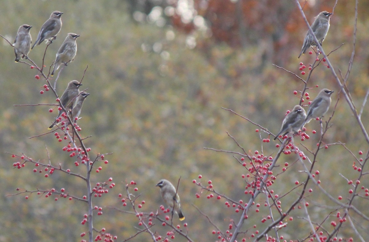 Cedar Waxwing - ML40201811