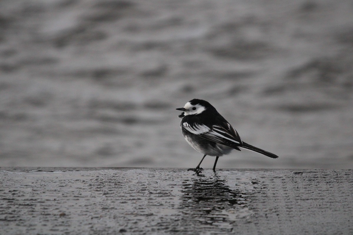 White Wagtail (British) - ML402018451