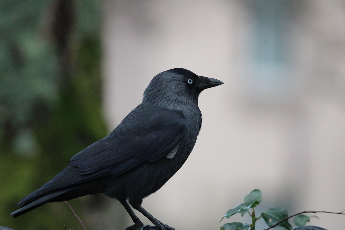 Eurasian Jackdaw - ML402018571