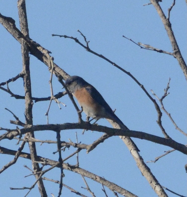 Western Bluebird - ML402018591