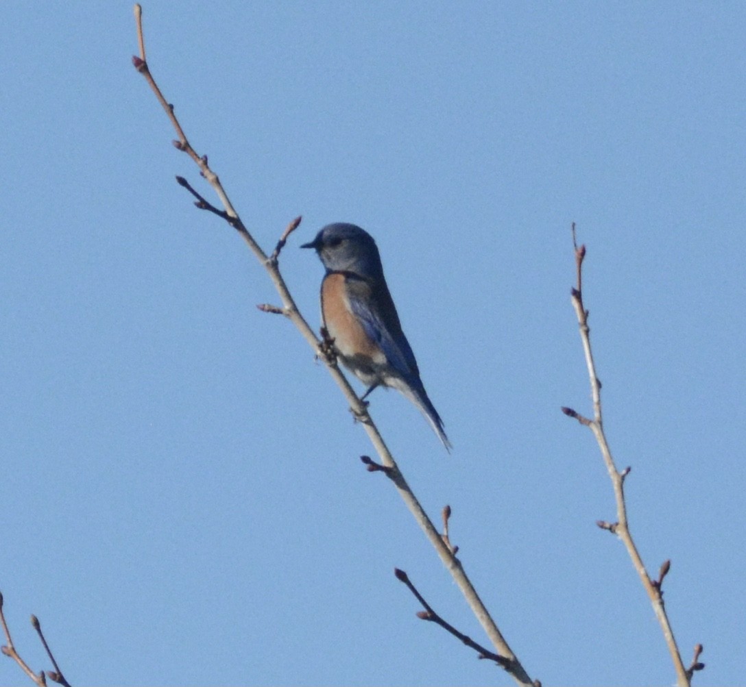 Western Bluebird - ML402018621