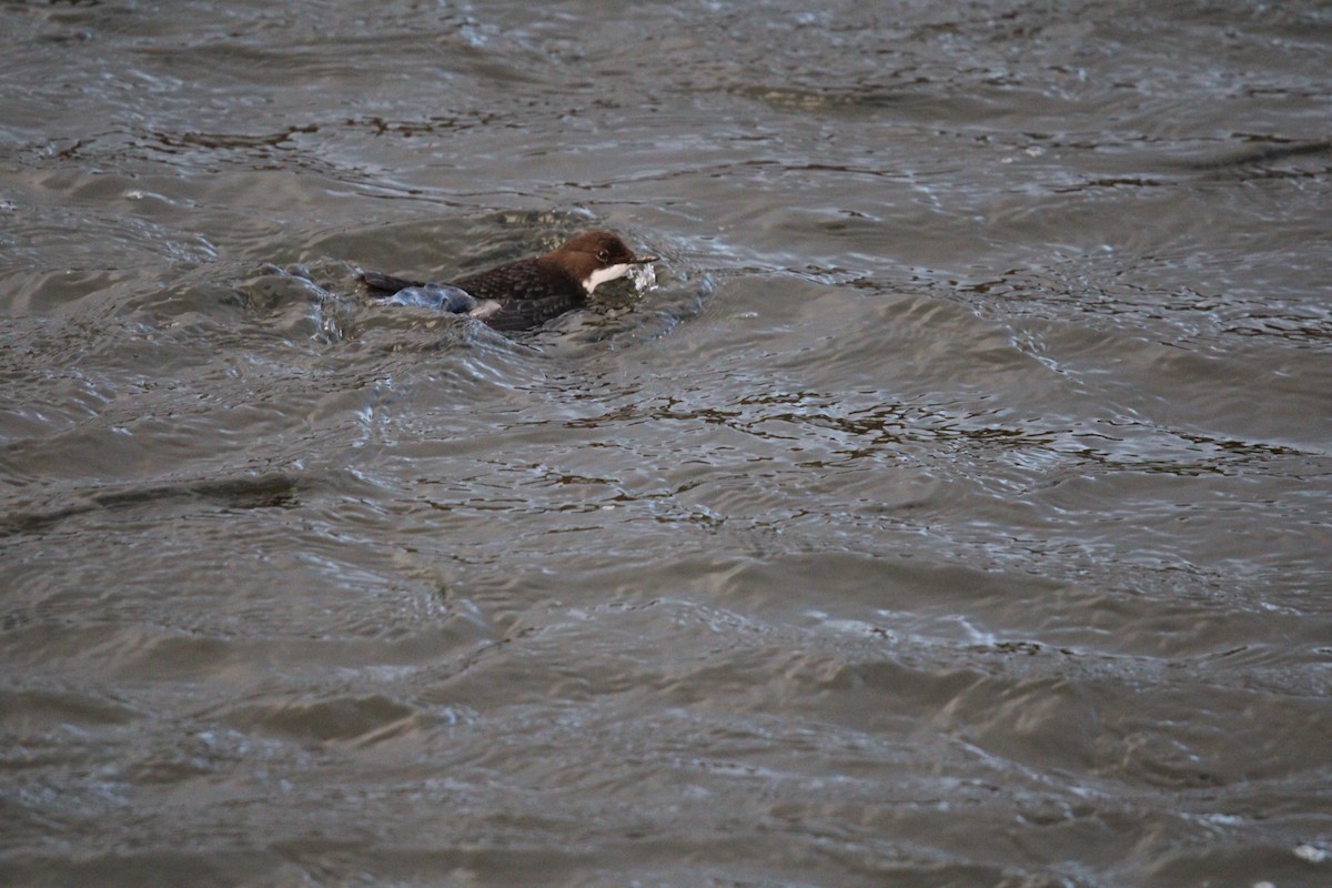 White-throated Dipper - ML402018711