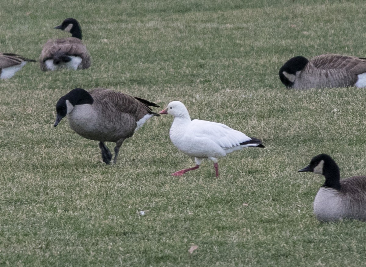 Ross's Goose - ML402018851