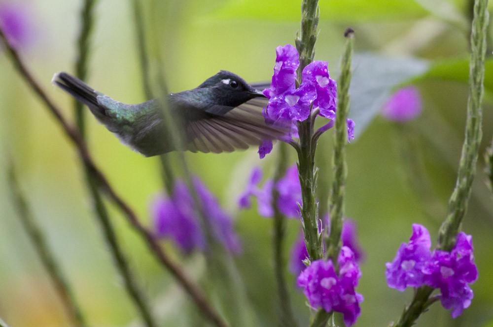 Colibrí Cabeciazul - ML40201891