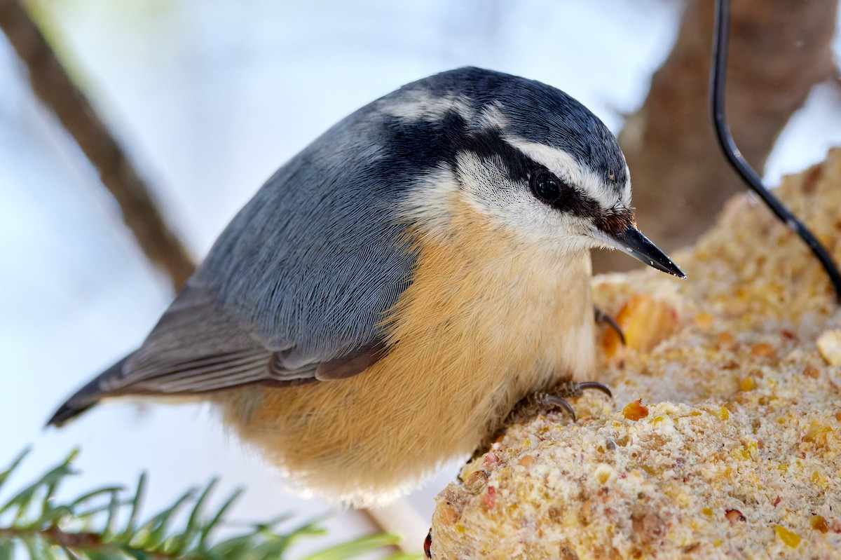 Red-breasted Nuthatch - Eric Parent