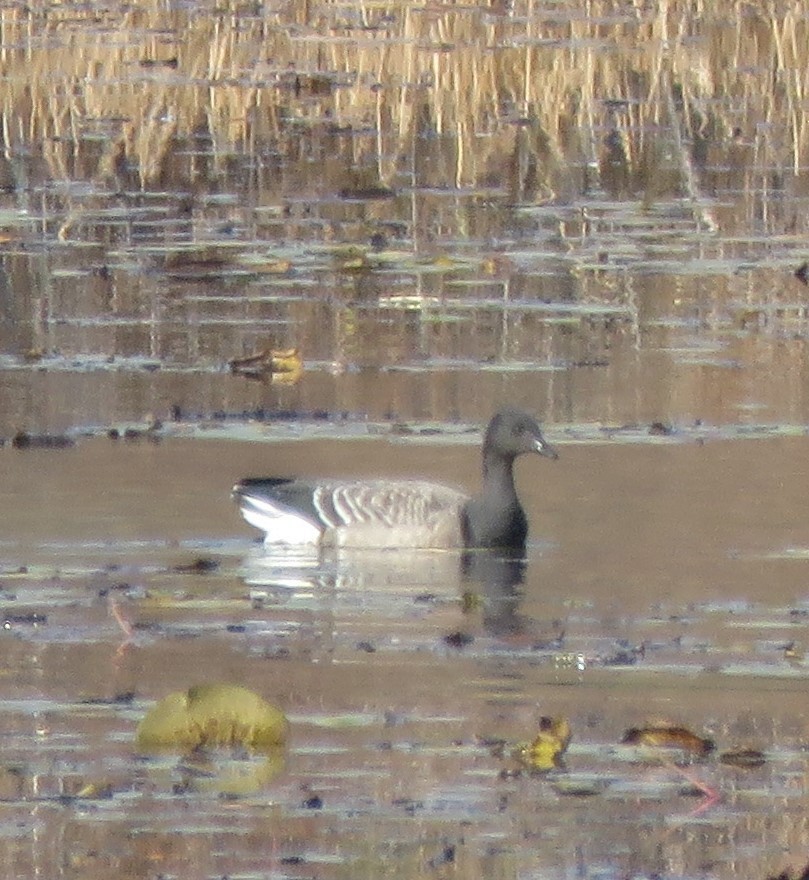 Brant - Barbara Mansell