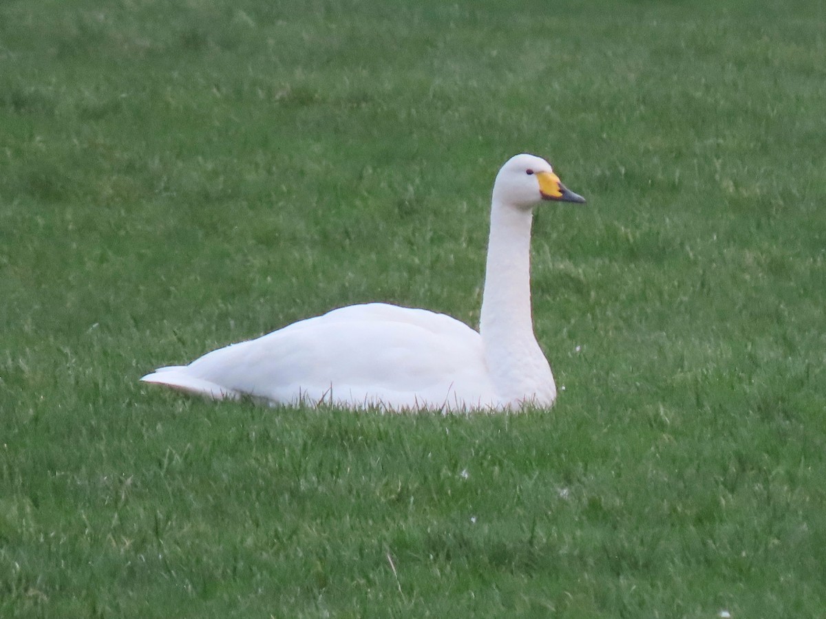 Cisne Cantor - ML402019081