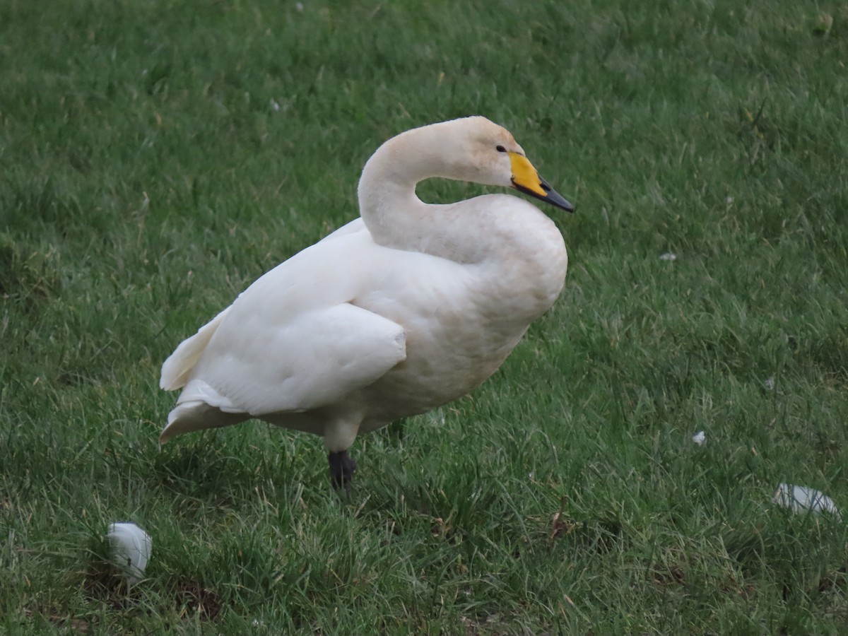 Cisne Cantor - ML402019831