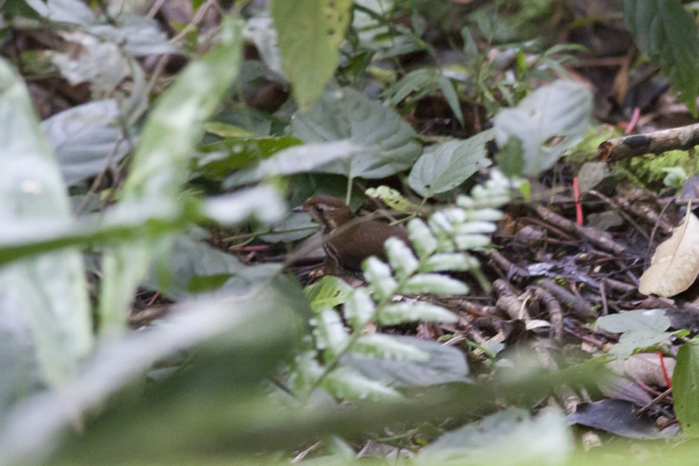 Short-tailed Antthrush - ML40202121