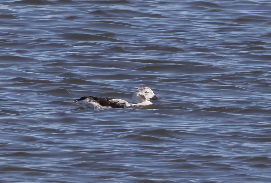 Long-tailed Duck - barbara taylor