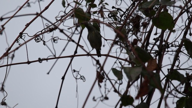 Cape May Warbler - ML402022091