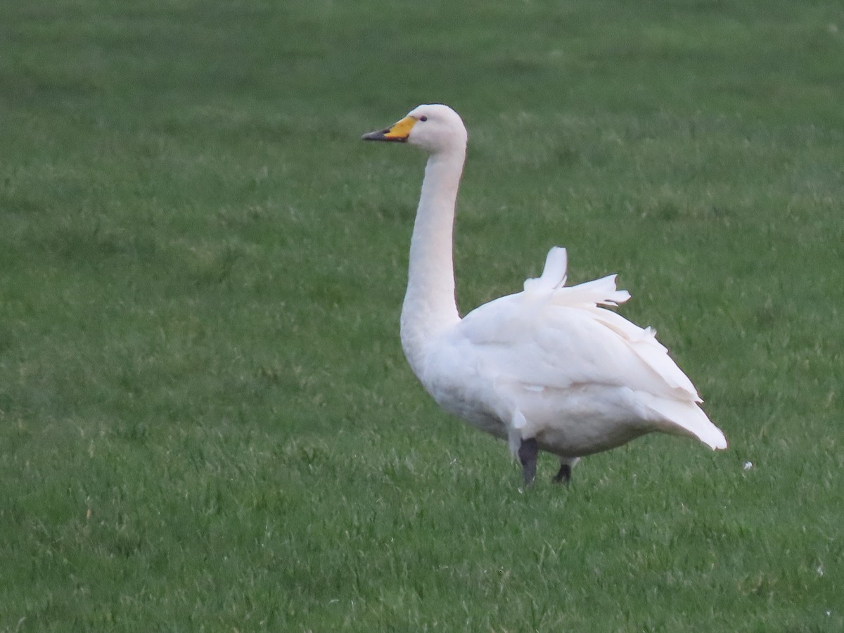 Cisne Cantor - ML402023061