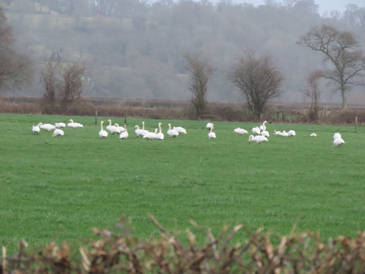 Cisne Cantor - ML402023191