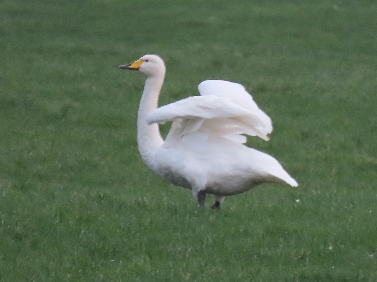 Cisne Cantor - ML402023451