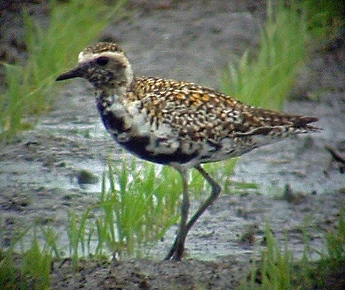 Pacific Golden-Plover - ML402023641