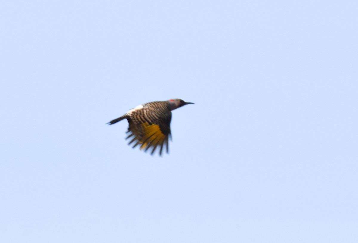 Northern Flicker - Paul Clifford