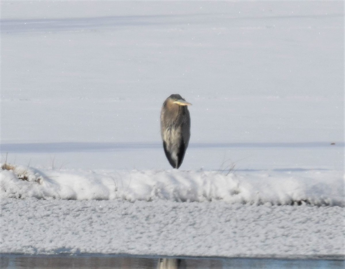 Great Blue Heron - ML402025061