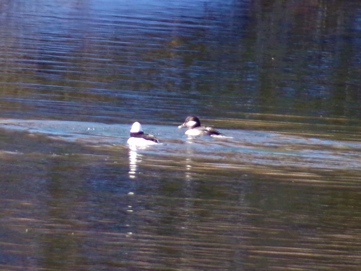 Bufflehead - ML402025371