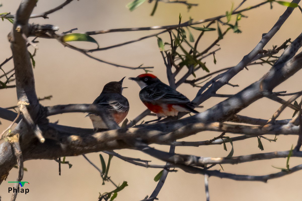 Crimson Chat - ML402025461