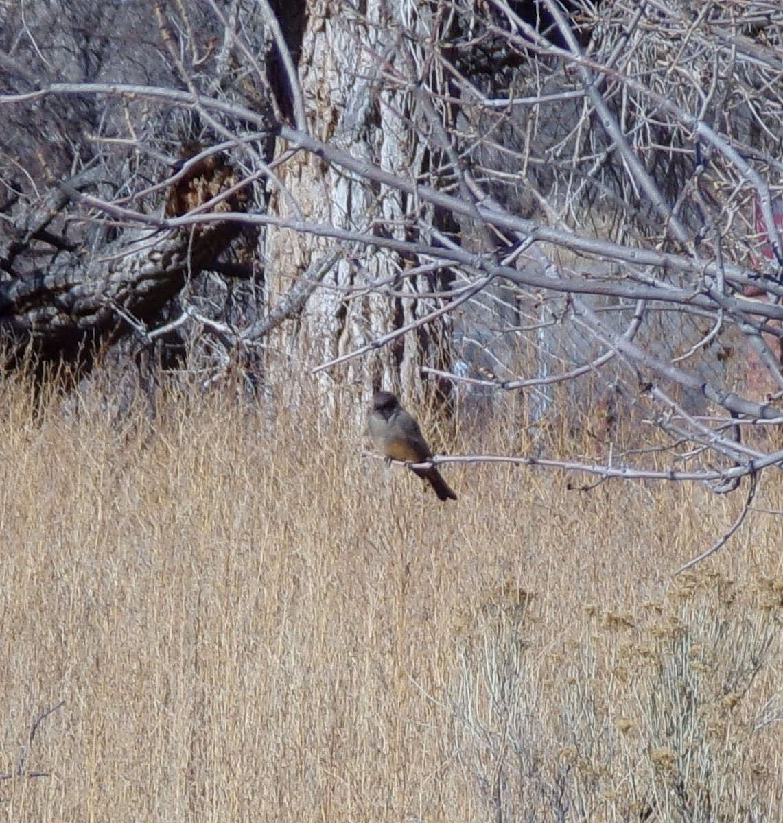 Say's Phoebe - ML402025471