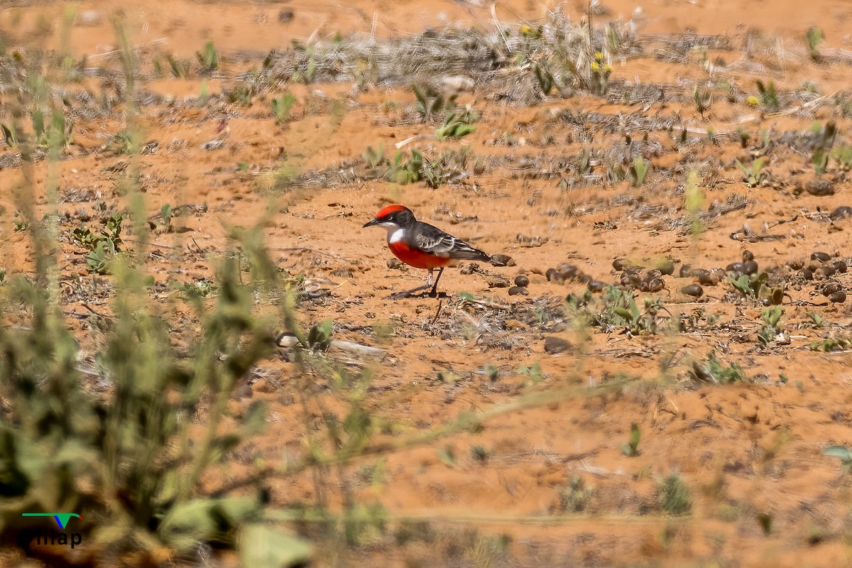 Crimson Chat - ML402025491