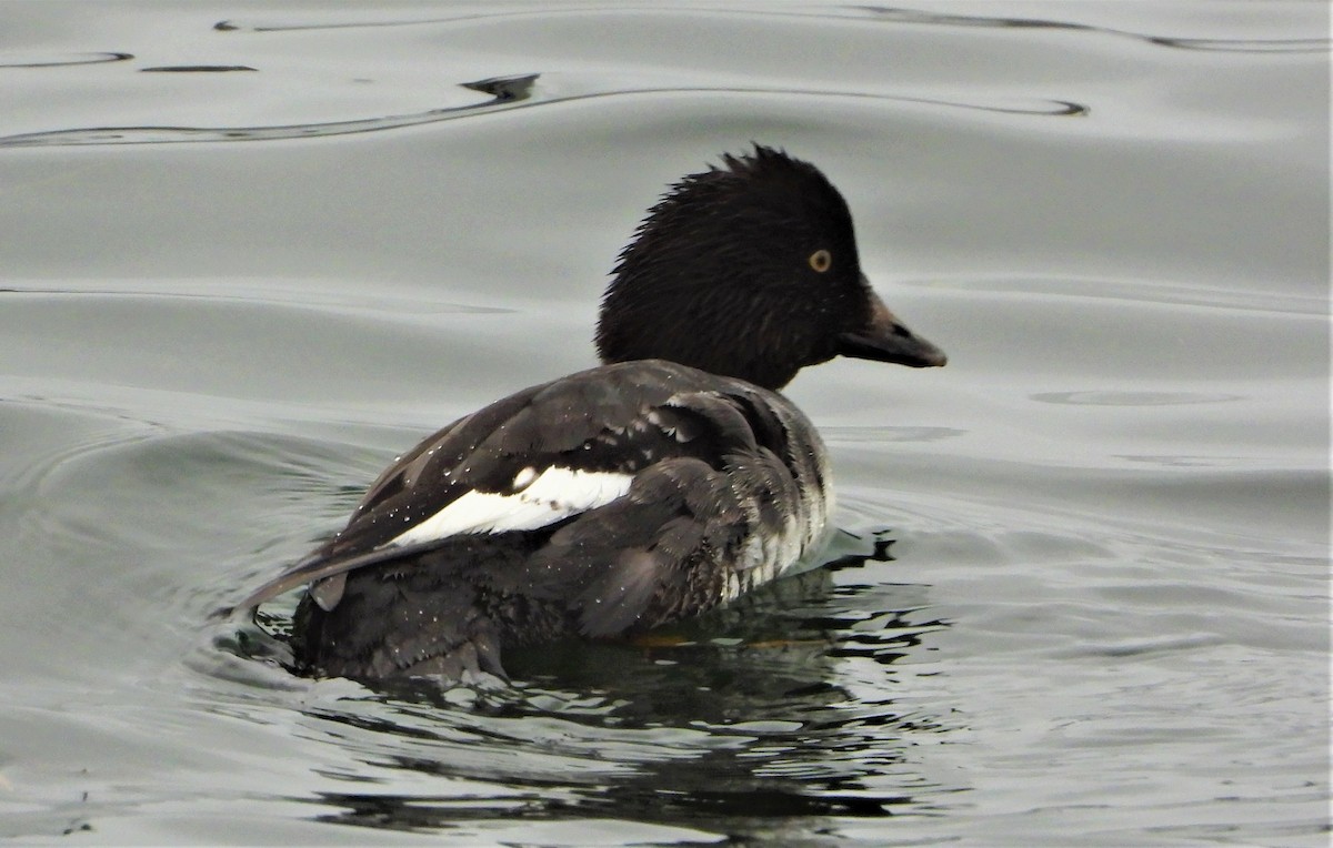 Common Goldeneye - Philip Kyle