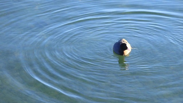 Eurasian Coot - ML402026431