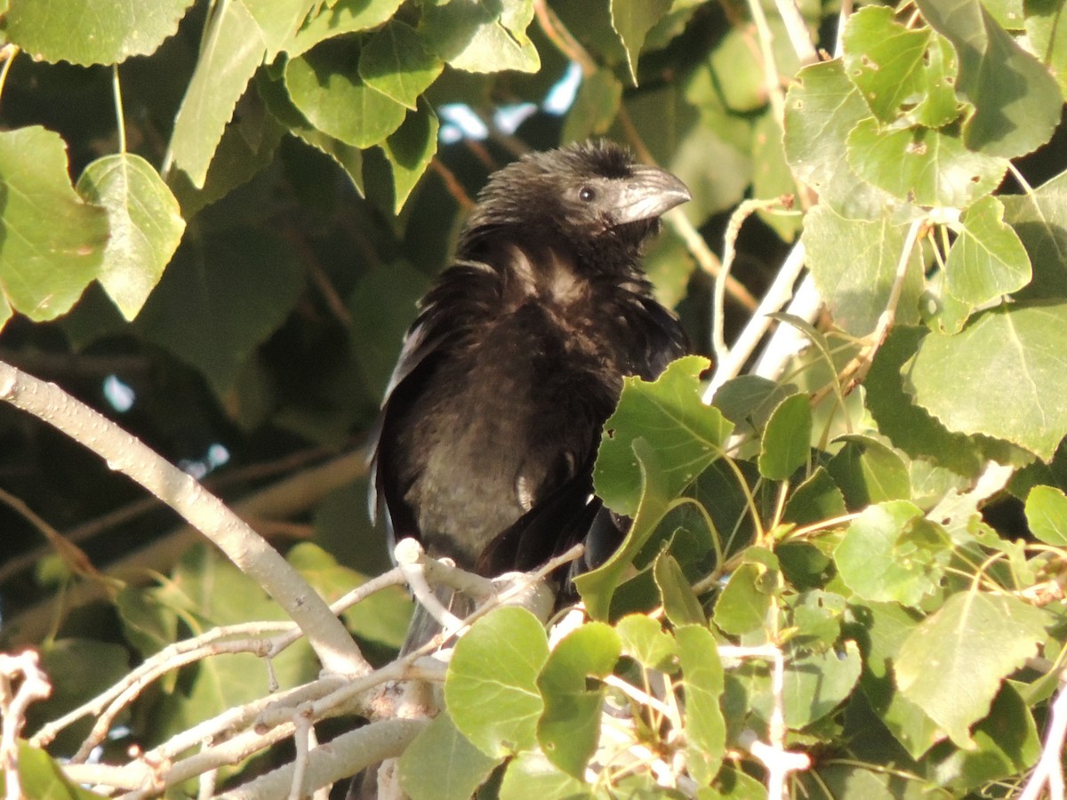 Groove-billed Ani - Brian Johnson