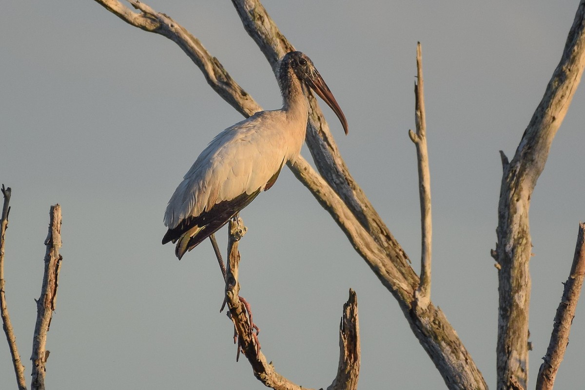 Wood Stork - ML402026731