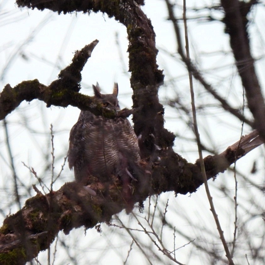 Great Horned Owl - ML402026841