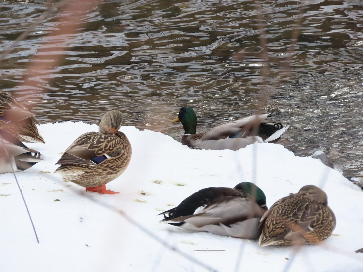 Mallard - Lynn Barber